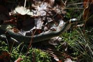 grass-snake-nature-snake-litter-634329.jpg