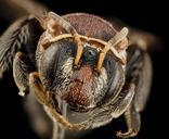 bee_reddish,_f,_argentina,_face_2014-08-07-21.49.46_ZS_PMax.jpg