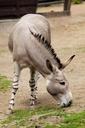 donkey-mammal-fauna-animal-wild-218977.jpg