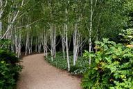 birch-trees-white-barked-grouped-419599.jpg