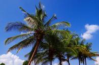 coconut-palm-trees-tropical-sky-674241.jpg