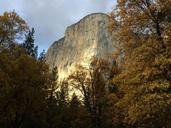 yosemite-tree-mountain-california-982955.jpg