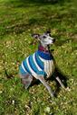 whippet-dog-jacket-blue-jumper-564386.jpg