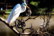 heron-bird-birdie-nature-animals-509837.jpg