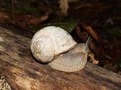 snail-burgundy-snail-roman-snail-537955.jpg