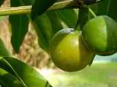 citrus-citrus-tree-green-fruit-1638325.jpg