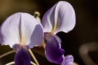 blue-rain-wisteria-wisterien-322609.jpg