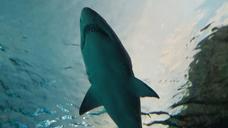 shark-underwater-predator-1122899.jpg