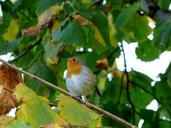 robin-bird-tree-branch-branches-517568.jpg