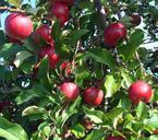 apples-bright-red-tree-nature-70973.jpg