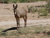 donkey-bauer-agriculture-animal-234674.jpg