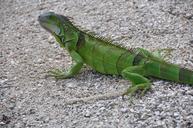 iguana-green-animal-world-reptile-482174.jpg