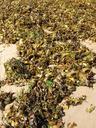 seaweed-coastline-beach-weed-324934.jpg