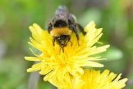 hummel-pollen-pollination-collect-1355948.jpg