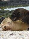 sea-lions-seals-mammals-marine-life-1641040.jpg