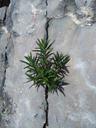 crack-rosemary-survival-concepts-1243080.jpg