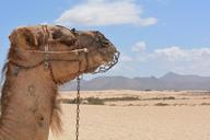 camel-desert-animal-holiday-911309.jpg