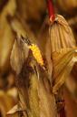 corn-on-the-cob-corn-corn-grain-459189.jpg