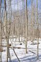 birch-trees-winter-snowy-nature-671024.jpg