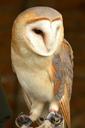 barn-owl-bird-british-nature-1585740.jpg