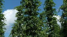 hop-vines-hops-hop-garden-holledau-409869.jpg