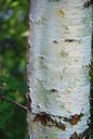 birch-trunk-birch-trunk-the-bark-499584.jpg