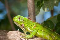 iguana-reptile-wildlife-nature-139406.jpg