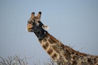 giraffe-duck-face-animal-safari-246623.jpg