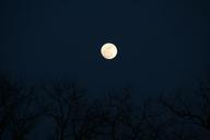 full-moon-tree-night-660489.jpg