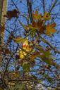 tower-autumn-leaves-skyline-season-420515.jpg