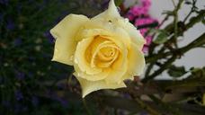 yellow-rose-garden-flower-summer-815893.jpg