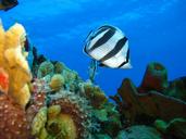 underwater-marine-fish-ocean-coral-1702679.jpg