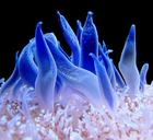 anemone-coral-reef-meeresbewohner-1391724.jpg