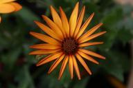 daisy-african-daisy-flower-floral-363307.jpg