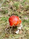 fungus-red-forest-leaves-grass-431949.jpg