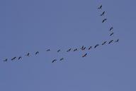 flock-ducks-formation-flying-286062.jpg