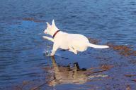 dog-jump-water-joy-movement-574290.jpg