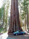 Sequoia car tree.jpg