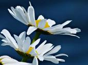 daisy-bull-eyed-daisy-flower-white-53301.jpg