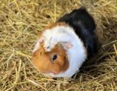 guinea-pig-rodent-animal-pet-1711285.jpg