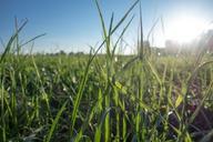 grass-meadow-nature-grasses-green-638123.jpg