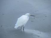 egret-bird-wildlife-animal-beak-190127.jpg