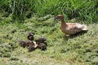 duck-ducklings-duckling-newborn-597882.jpg