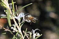 bee-honey-rosemary-flowers-629136.jpg