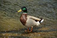 mallard-drake-duck-animal-bird-332629.jpg