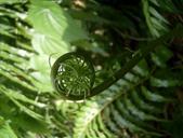 fern-fiddlehead-giant-leather-fern-1073401.jpg