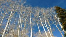 birch-trees-woods-perennials-white-275469.jpg