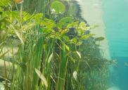 underwater-photography-pond-plants-1529207.jpg