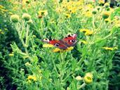 peacock-butterfly-flower-meadow-397494.jpg