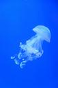 jellyfish-water-blue-852584.jpg